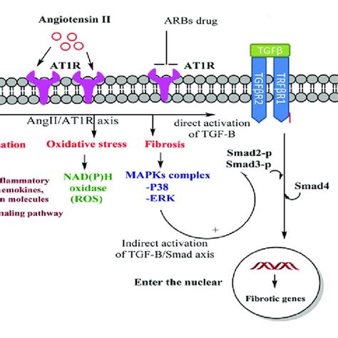 Effects Of Angii On The Tgf βsmad Signaling Pathway Inflammation Os