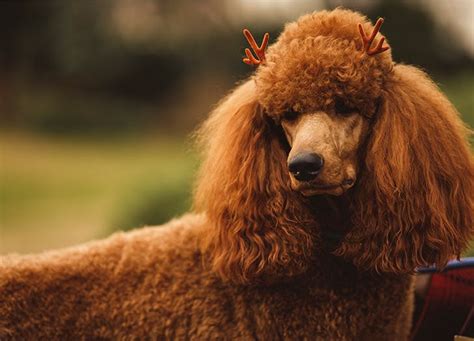 The 15 Best Companion Dogs – PureWow