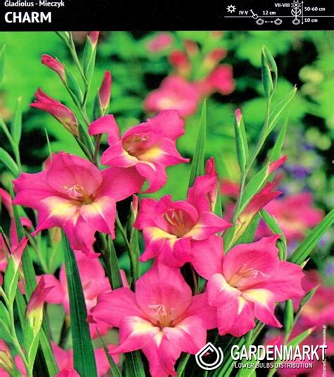 Gladiolus Gladiole Charm 5 St Gardenmarkt De