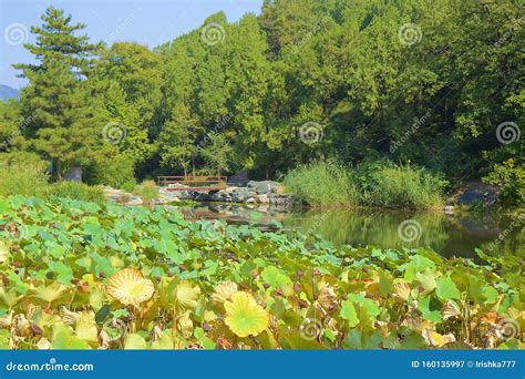 Fragrant Hills Park In Beijing China Stock Image Image Of Central