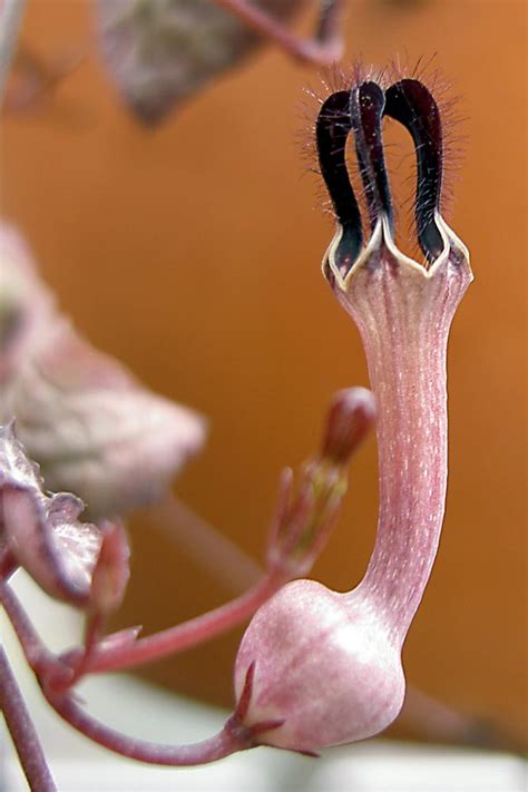 Ceropegia Woodii Variegata Cactus Jungle