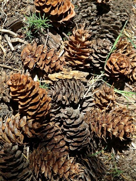 Pine cones closeup stock photo. Image of firtree, brown - 14122444