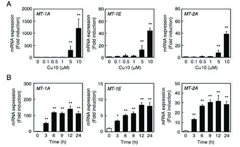 Transcriptional Induction Of Mt A Mt E And Mt A Mrna Expression In