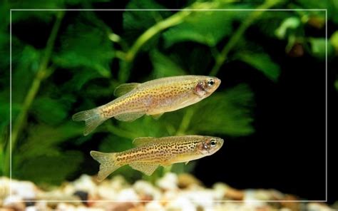 Leopard Danio - Species Profile & Facts