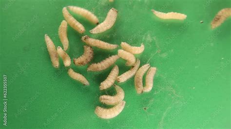 Housefly Larvae Of Flies On A Green Background Musca Domestica