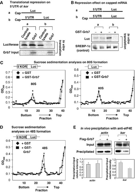 The Adaptor Grb7 Links Netrin‐1 Signaling To Regulation Of Mrna