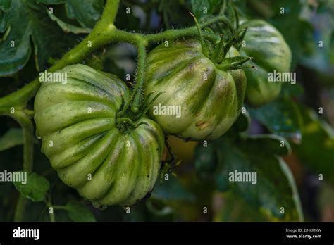 Plantas De Tomate En Invernadero Plantaci N De Tomates Verdes