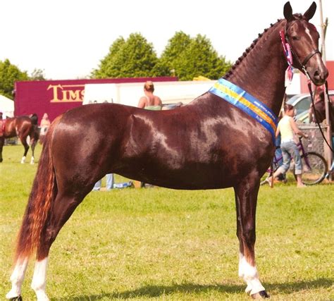 hackney horse info origin history pictures