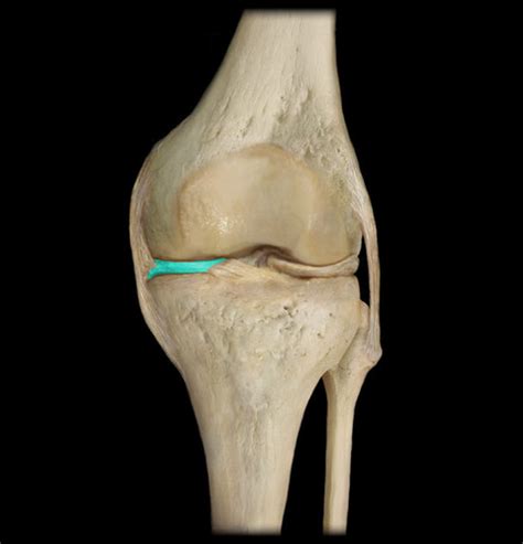 The Knee Joint Flashcards Quizlet