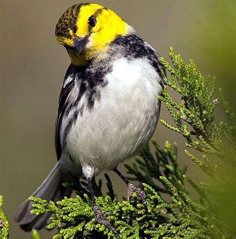 The Golden Cheeked Warbler Is The Only Bird Whose Entire Species Nests