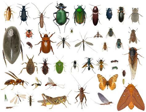 35+ Dead Bugs Entomology Class Insect Bug Collection IDENTIFIED! USA In ...