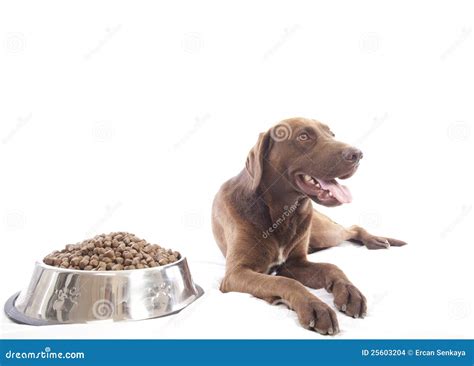 Labrador Retriever and Food Stock Photo - Image of ears, healthy: 25603204