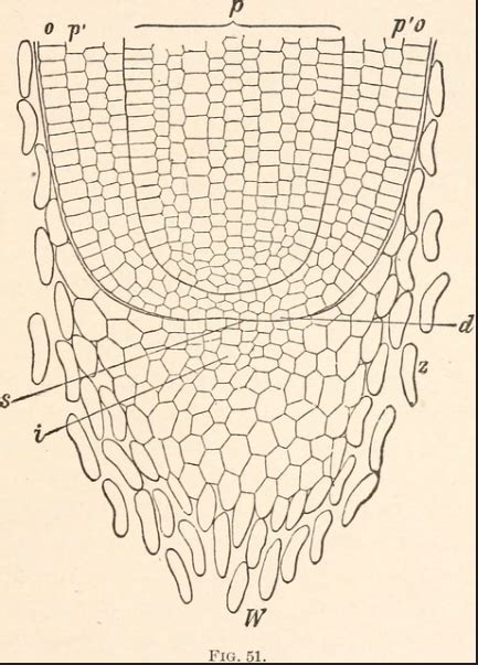 Apical Meristem Definition Function And Location Video And Lesson