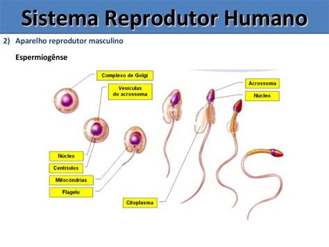 Aparelho Reprodutor Masculino E Feminino - 8