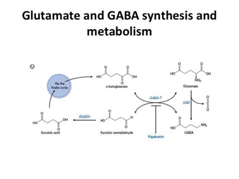 Pharmacology of glutamate transmission Flashcards | Quizlet