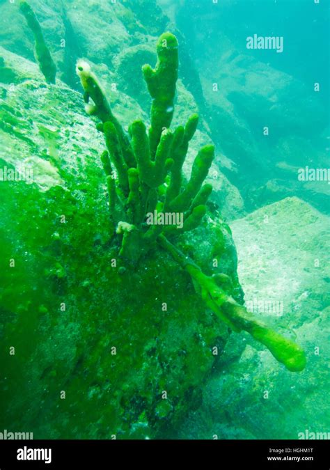 Underwater world of Lake Baikal Stock Photo - Alamy