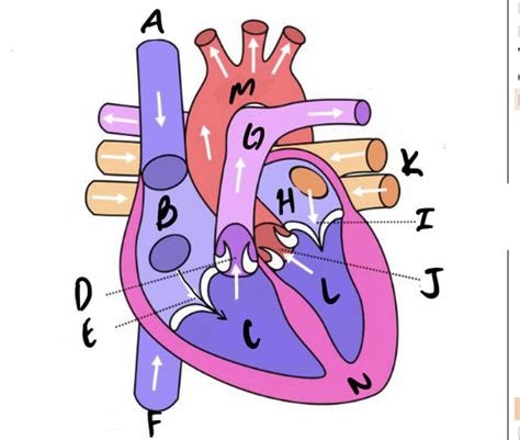 Cardiovascular System Flashcards Quizlet