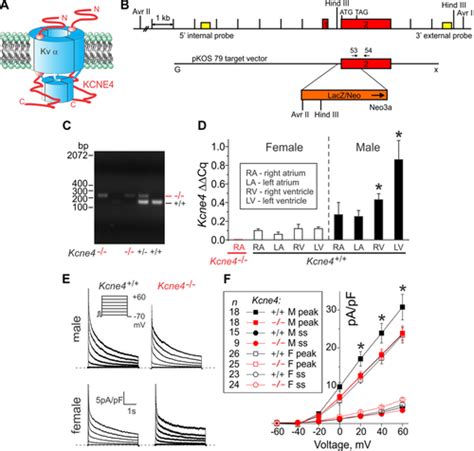 Kcne4 Deletion Sex And Agespecifically Impairs Cardiac Repolarization