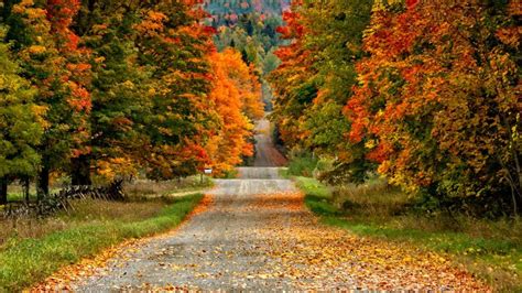 Autumn forest road wallpaper - backiee