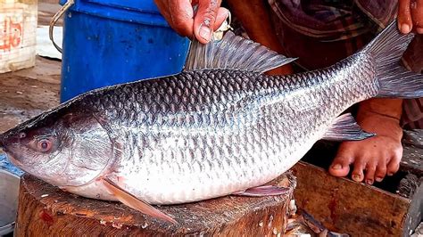 Incredible Live Giant Rohu Fish Cutting Skills Fastest Rohu Fish