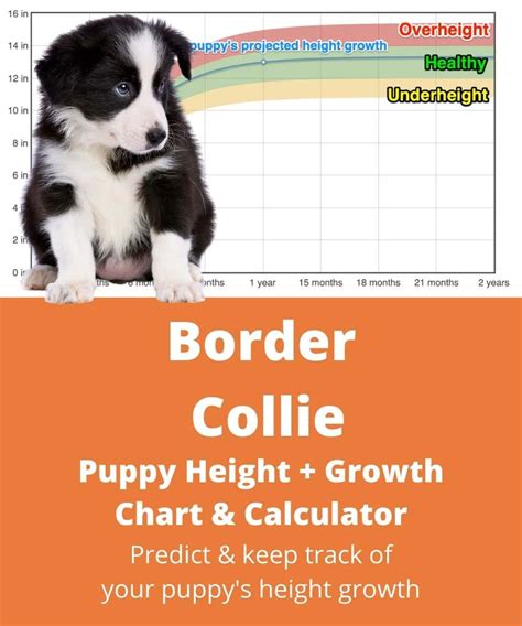 Border Collie Heightgrowth Chart How Tall Will My Border Collie Grow