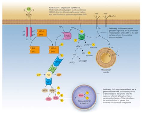 Mechanisms of Signal Transduction Flashcards | Quizlet