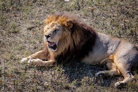 Portrait of a wild roaring lion. The lion lies on dry grass. Taigan ...