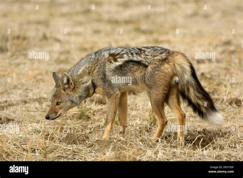 Side-striped jackal (Canis adustus), Striped Jackal, Jackal, Jackals ...