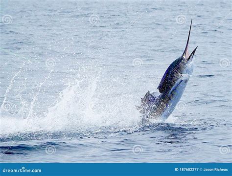 Sailfish Catch Billfish Sportfishing Holding Bill Stock Image