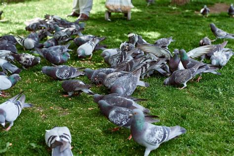 A Flock of Pigeons in the Park. Stock Photo - Image of park, nature ...