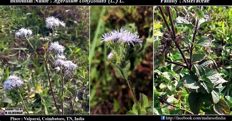 Flora Of India Herbal Plants Medicinal Plants Rare Plants