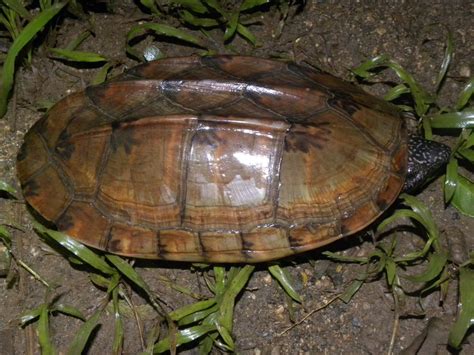 Guao tres lomos Tortugas Terrestres y Dulceacuícolas de Veracruz