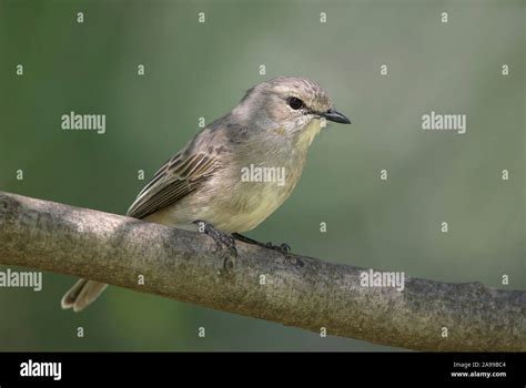 African Gray Flycatcher Hi Res Stock Photography And Images Alamy