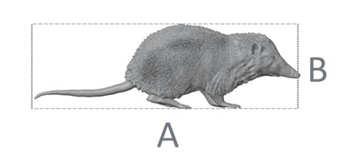 23007 Cuban solenodon