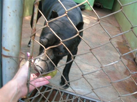 Amor Sem Pre O Pitbulls Para Doa O No Canil Municipal De Araras