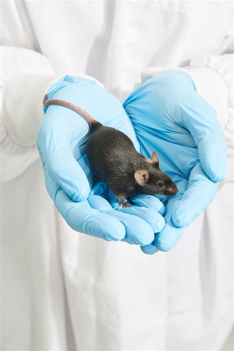 Crispr Gene Editing Will Transform How We Eradicate Invasive Species