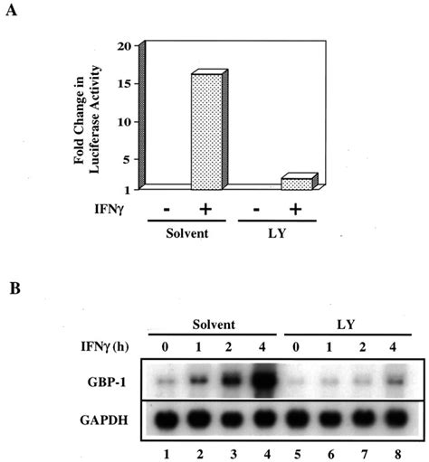 Roles of Phosphatidylinositol 3 Kinase in Interferon γ dependent