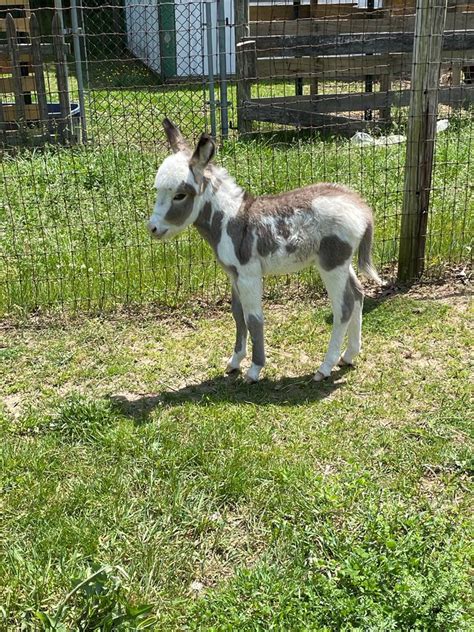 Charlotte Farms Sanctuary | Charlotte Farms Sanctuary