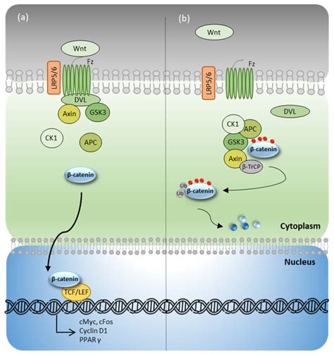 Wntβ Catenin Pathway A Wntβ Catenin Pathway In The Presence Of Wnt