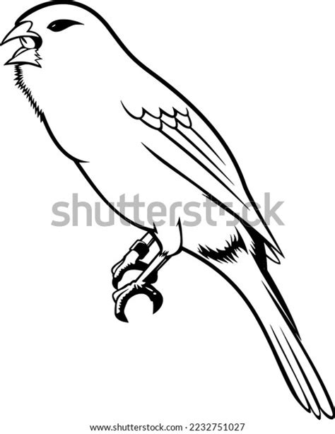 Nice Vector Canary Bird Feathers On Stock Vector (Royalty Free ...