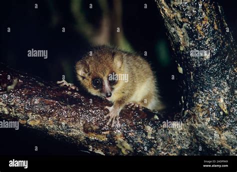 Brown Mouse Lemur Microcebus Rufus Sitting On A Branch This Small