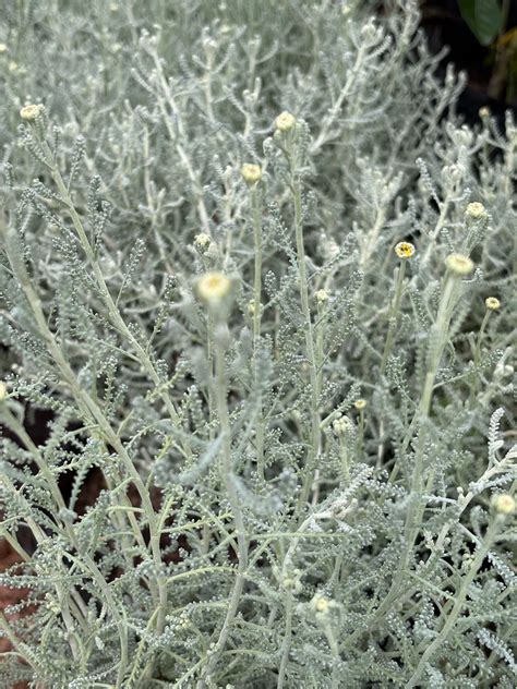 Santolina chamaecyparissus – Lavender Uruguay