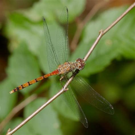 Blue Faced Meadowhawk Sympetrum Ambiguum Bugguide Net