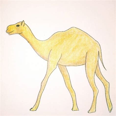 How To Draw A Camel · Sketch A Day