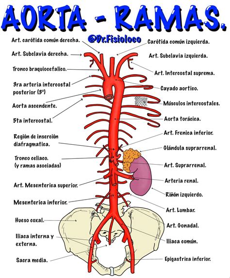 Aorta Y Sus Ramas Cosas De Enfermeria Material De Enfermeria