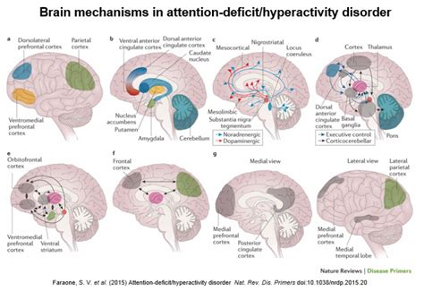 Eight Pictures Describe Brain Mechanisms In Adhd Apsard