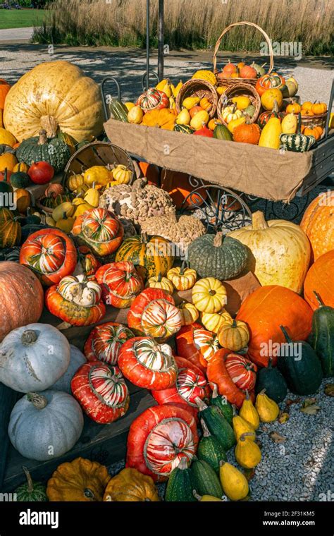 Las Variedades De Calabaza En Ingl S En La Pantalla Para Su Venta En El