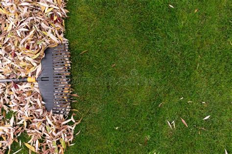 Pile of Fall Leaves with Rake on Lawn Stock Image - Image of lawn, yard ...