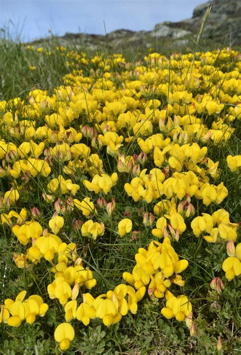 Photos Of Flowers Uk at Deborah Clayton blog