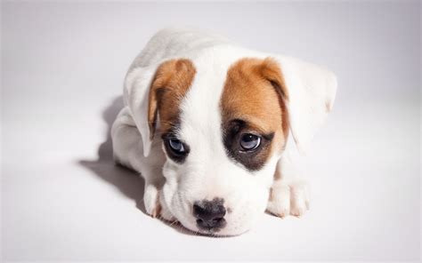 puppy, Sad, Cute Wallpapers HD / Desktop and Mobile Backgrounds